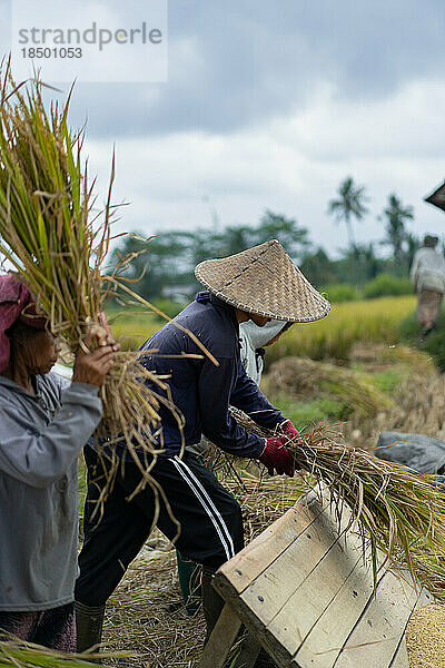 Menschen  Männer und Frauen ernten manuell Reis  Trockenreis. Indonesien