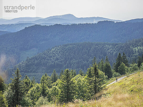 Mountainbiker fährt mitten durch den Wald zum Belchen-Gipfel  gesehen vom Feldberg  Hinterzarten  Baden-Württemberg  Deutschland