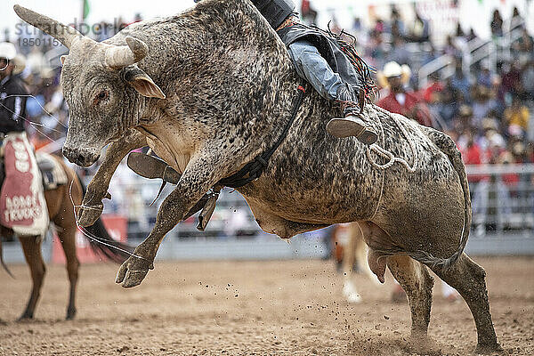 Ein Stier springt herum  während der Reiter versucht  sich beim schwarzen Rodeo festzuhalten