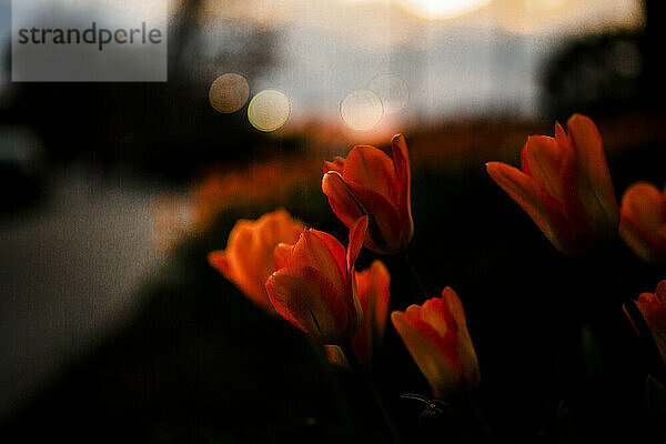 Ein Garten voller feuerorangefarbener Tulpen wird von der untergehenden Sonne beleuchtet