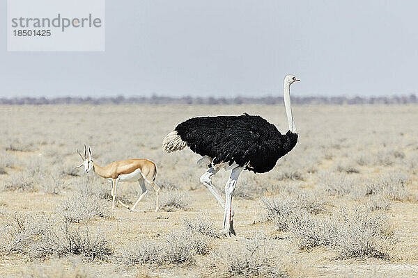 Strauß im Etosha-Nationalpark  Namibia  Afrika