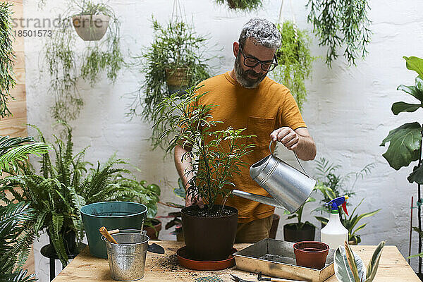 Mann gießt Grünpflanze (Schefflera Umbrella Dwarf Plant)