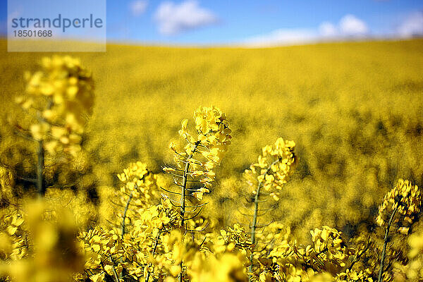 Wachsendes Rapsfeld im Frühling