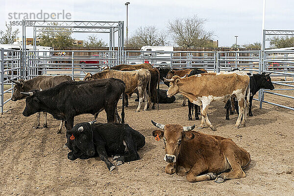 Ein Pferch hält Bullen und Rinder für Black-Rodeo-Veranstaltungen in Arizona