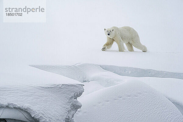 Eisbär läuft im Schnee auf einem Felsvorsprung entlang der Küste