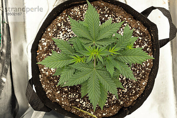 Draufsicht auf eine selbst angebaute Cannabispflanze.