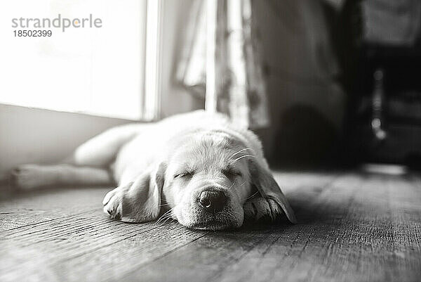 Schlafender gelber Labrador-Welpe