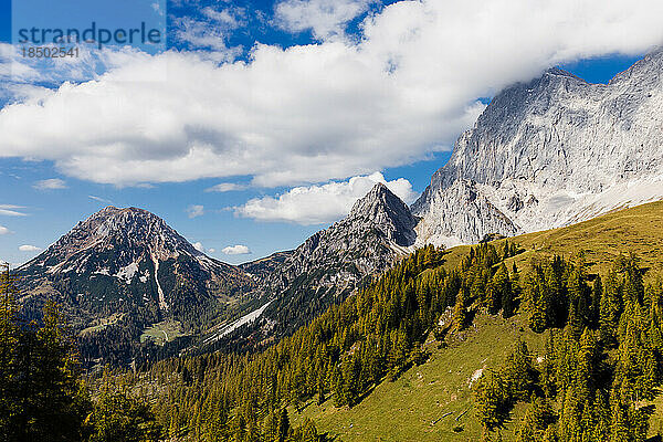 Die Gipfel der Alpen erheben sich über dem grünen Wald