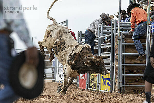Beim Bullenreiten beim schwarzen Rodeo springt ein Stier umher