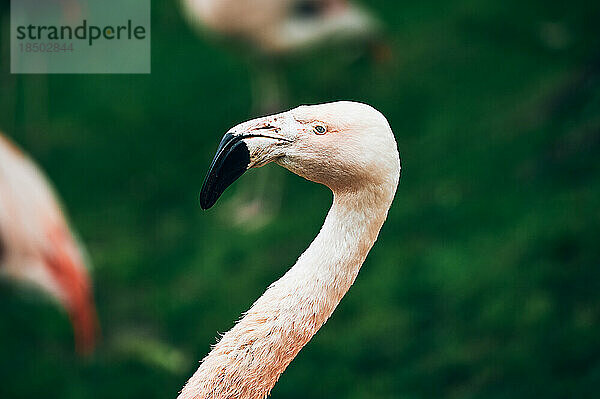 Wunderschöner Flamingo mit anmutigem Hals und schwarzem Schnabel