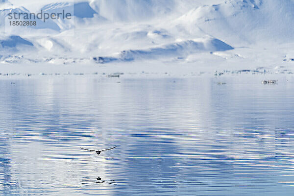 Ein Eissturmvogel fliegt über ein sehr ruhiges Meer  in dem er sich spiegelt