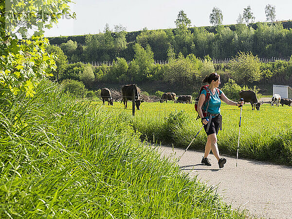 Frau wandert auf Asphaltstraße durch eine Wiese mit grasenden Kühen in der Nähe von Eichstetten  Baden-Württemberg  Deutschland