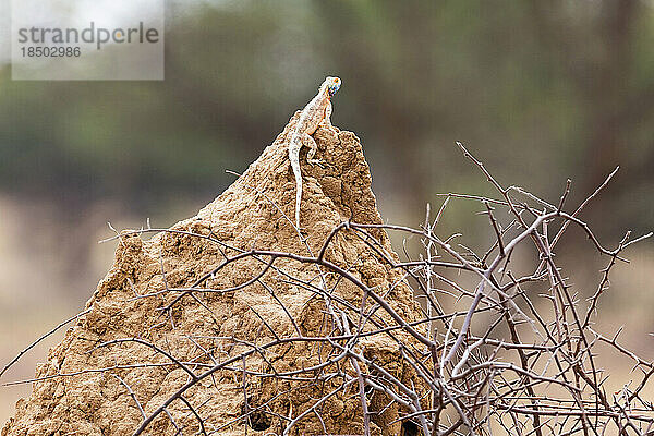 Felsenagama im Okonjima Nature Reserve  Namibia  Afrika