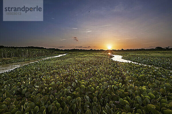 Sonnenuntergang über Wasserhyazinthen  die im See wachsen  Orinoco-Delta  Venezuela