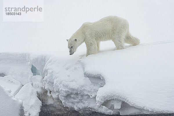 Ein Eisbär steht am Rand eines Schneevorsprungs und schaut nach unten