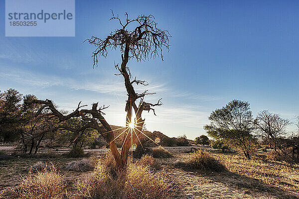 Kahle Bäume auf der Landschaft bei Sonnenuntergang  Aus  Namibia  Afrika