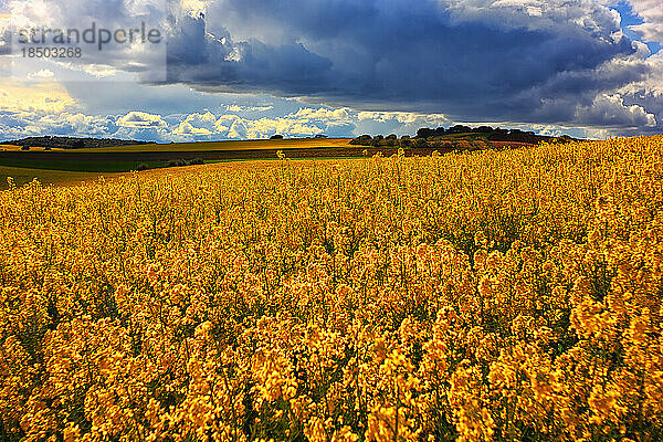 Wachsendes Rapsfeld im Frühling