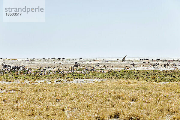 Steinbock  Giraffe  Oryx  Strauß und Gnus im Etosha-Nationalpark  Namibia  Afrika