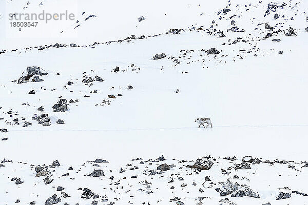 Ein Rentier spaziert durch eine Winterlandschaft in den Bergen Spitzbergens