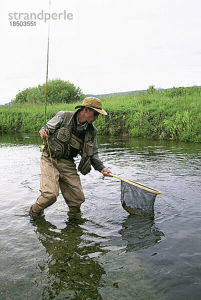 Ein Fliegenfischer landet eine wilde Forelle an einem kleinen Bach in den Rocky Mountains.