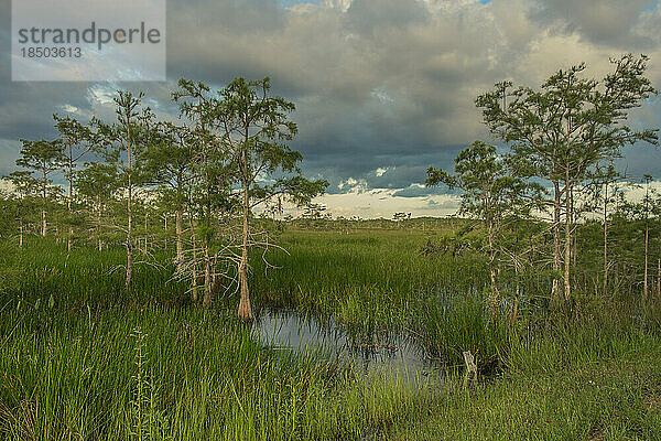 Sonnenuntergang im Paurotis Pond im Everglades-Nationalpark
