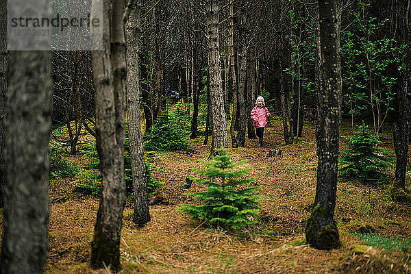 Mädchen wandert durch ruhige Nadelwälder