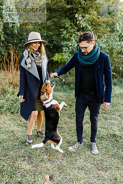 Ein Paar geht im Park spazieren und spielt mit einem Beagle-Hund  der Spaß hat