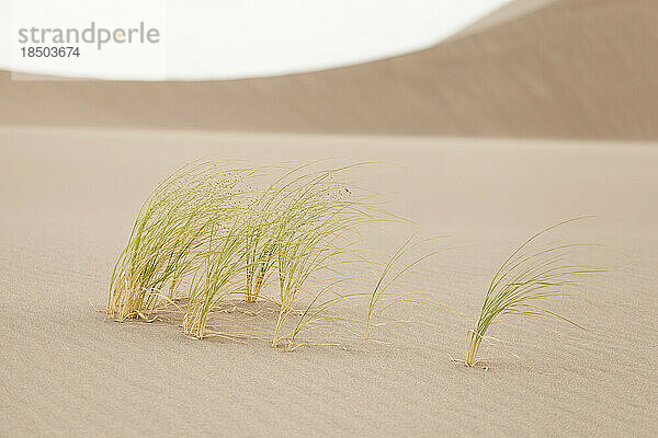 Windgepeitschtes Indisches Reisgras (Oryzopsis hymenoides) auf Sanddüne