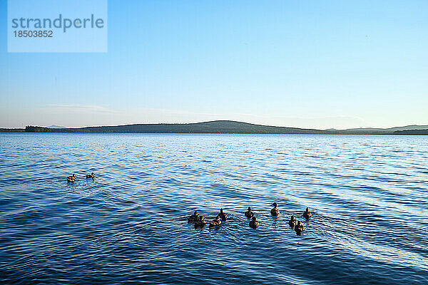 Entenfamilie schwimmt im See