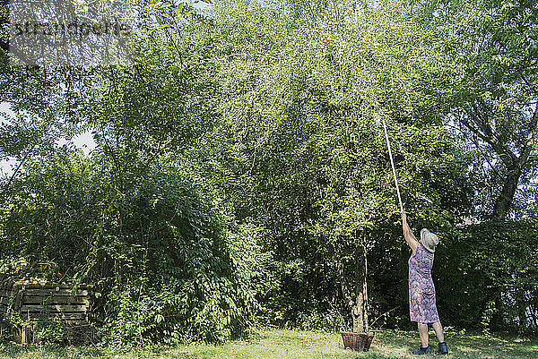 Frau pflückt Äpfel mit einem Stock im Garten  Altötting  Bayern  Deutschland