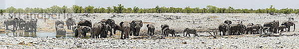 Elefanten im Wasserloch im Etosha-Nationalpark  Namibia  Afrika