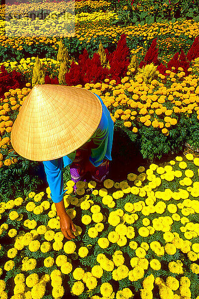 Schöne Grafik mit Frau mit Strohhut und bunten Blumen Vietnam Mekong Delta