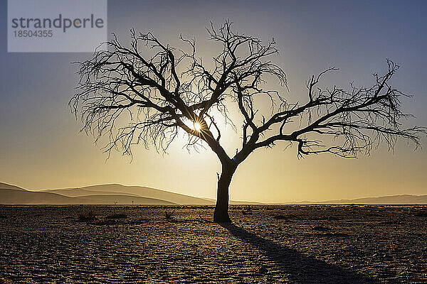 Panoramablick auf Sanddünen und kahlen Bäumen bei Sonnenuntergang im Sossusvlei  Namibia  Afrika