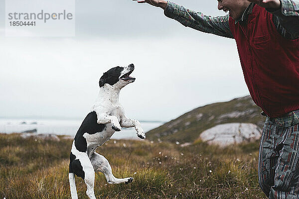 Glücklicher fleckiger Hund springt mit Person draußen in Schottland