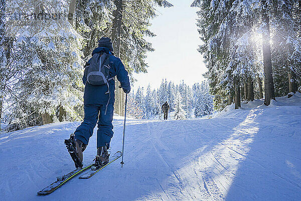 Skitouren im Wald  Bayern  Deutschland