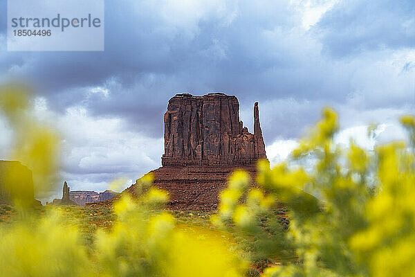 Flowers at Monument Valley
