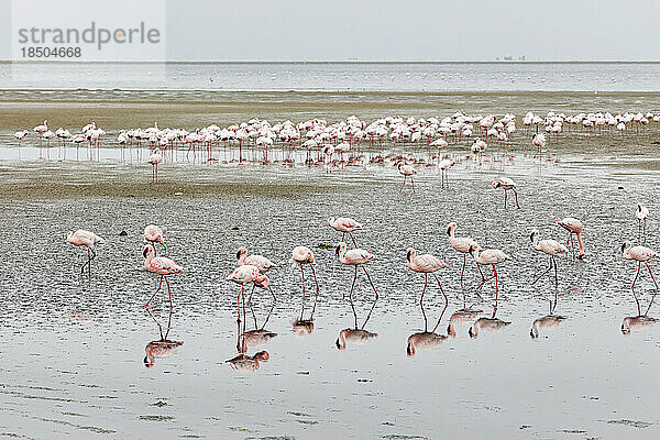 Schwarm Flamingos in Walvis Bay  Namibia  Afrika