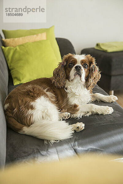 Cavalier King Charles Spaniel Hund liegt auf dem Sofa