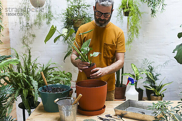 Mann pflanzt Grünpflanze auf seiner Terrasse um. Monstera Deliciosa-Pflanze.