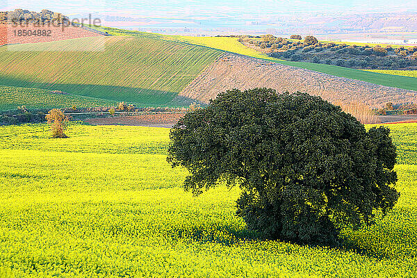 Wachsendes Rapsfeld im Frühling