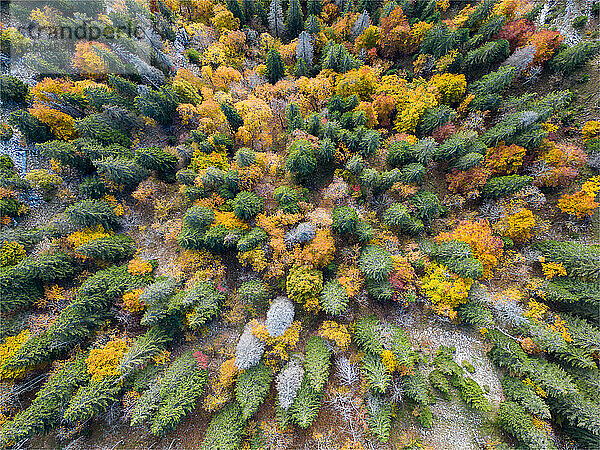 Luftaufnahme der Schweizer Jurawälder im Herbst