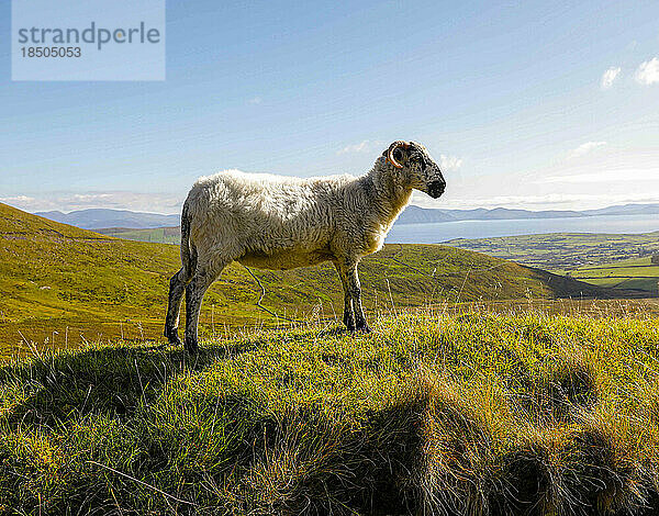 Schafe und Meer zwischen den grünen Hügeln Irlands