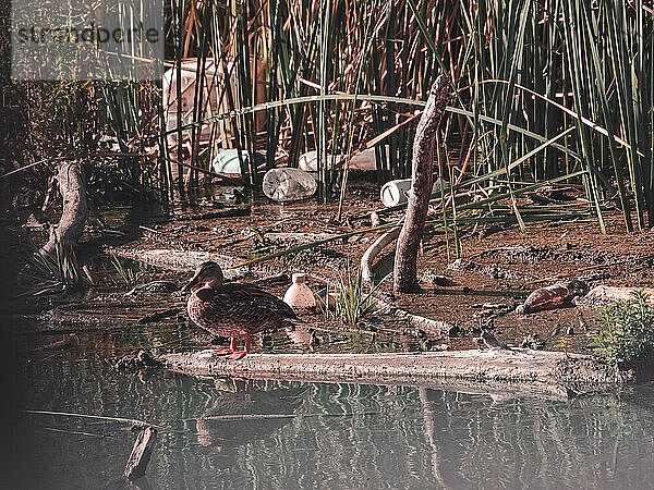 Ente auf einem Baumstamm im Zuckerrohrfeld eines Flusses  umgeben von Müll