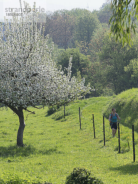 Frau wandert durch eine Wiese in der Nähe von Mondhalde  Baden-Württemberg  Deutschland