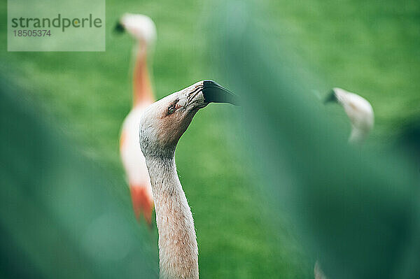 Wunderschöner Flamingo mit anmutigem Hals und schwarzem Schnabel