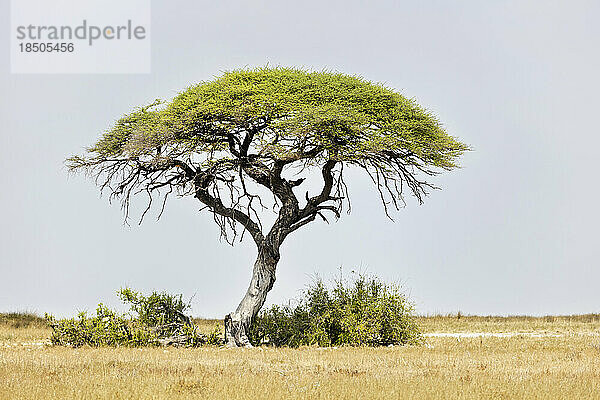 Mopane-Baum im Etosha-Nationalpark  Namibia  Afrika