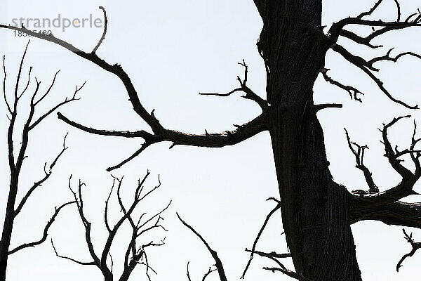 Silhouette toter Baumstämme und verdrehter Äste vor einem blassen Himmel