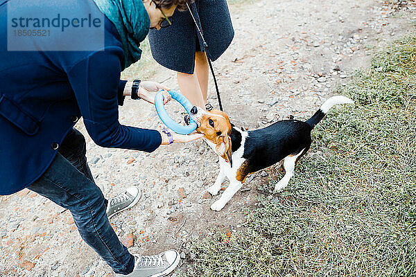 Ein Paar geht im Park spazieren und spielt mit einem Beagle-Hund  der Spaß hat
