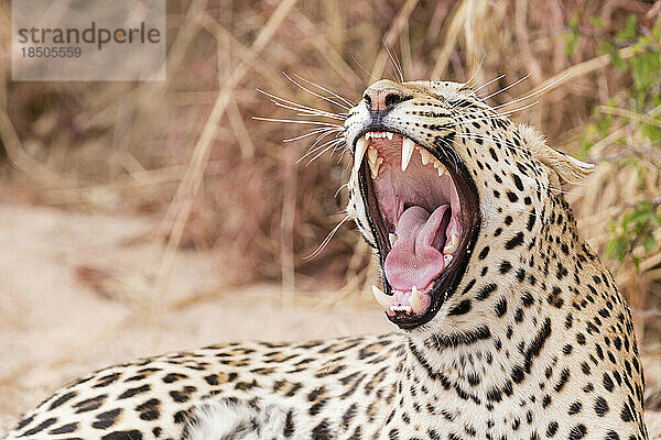 Entspannender und gähnender Leopard im Okonjima Nature Reserve  Namibia  Afrika