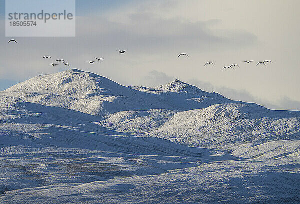 Graugänse über winterlicher Berglandschaft in den schottischen Highlands